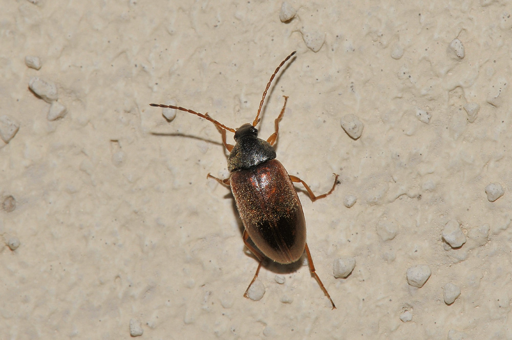 Anaspis flavipennis?  No. Isomira sp. (Tenebrionidae)